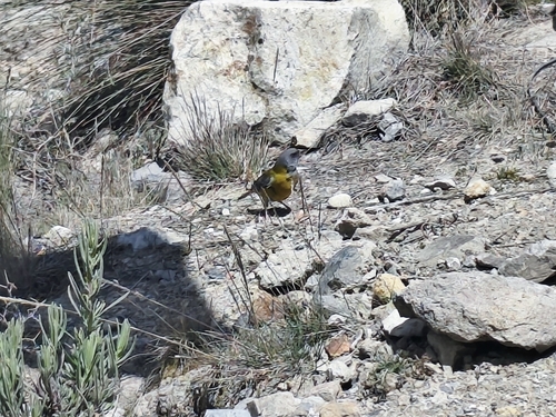 Peruvian Sierra-Finch