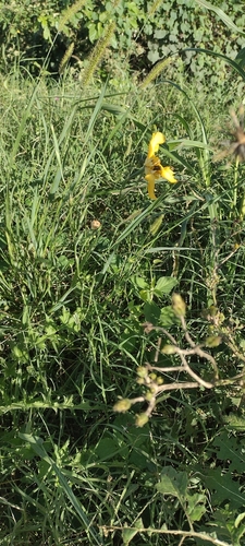 Cypella herbertii