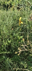 Cypella herbertii