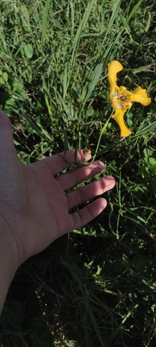 Cypella herbertii, photograph 3