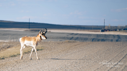 American Pronghorn
