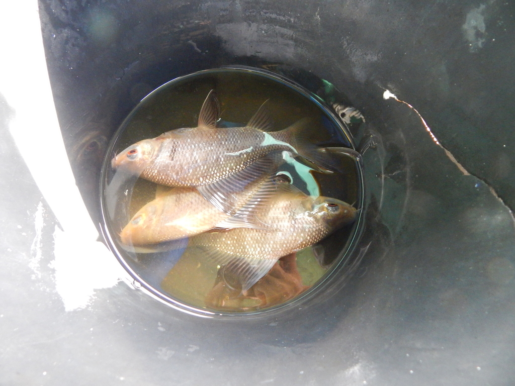 Black Sharkminnow