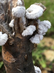 Schizophyllaceae