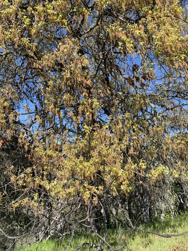 iNaturalist observation photo of California black oak