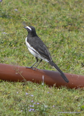 Motacilla maderaspatensis