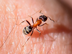 Liometopum microcephalum