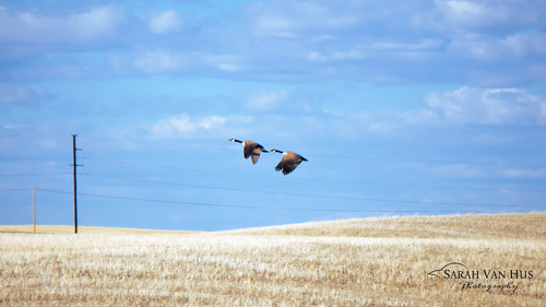 Canada Goose