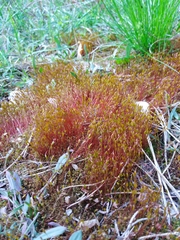 Ceratodon