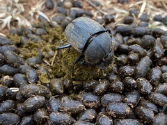 Scarabaeus subaeneus