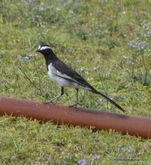 Motacilla maderaspatensis