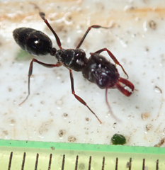 Odontomachus troglodytes