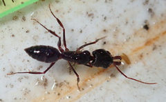 Odontomachus troglodytes