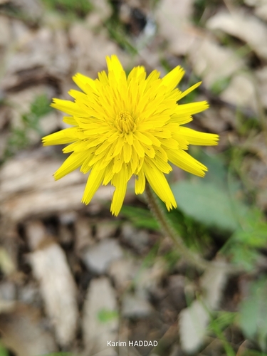 Tuberous Hawkbit