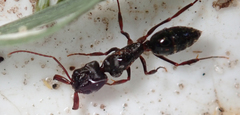 Odontomachus troglodytes