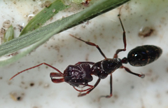 Odontomachus troglodytes