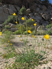 Eschscholzia androuxii