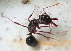Odontomachus troglodytes