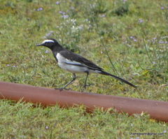 Motacilla maderaspatensis