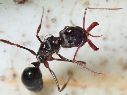 Troglodyte Trap-jaw ant