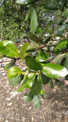 Avicennia