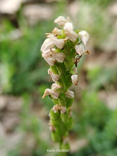 Dense-flowered Orchid
