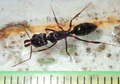 Odontomachus troglodytes
