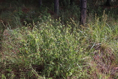 Triumfetta rhomboidea rhomboidea