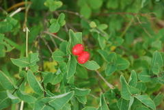Lonicera chamissoi