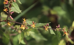 Triumfetta rhomboidea rhomboidea