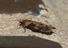 Chionodes mediofuscella