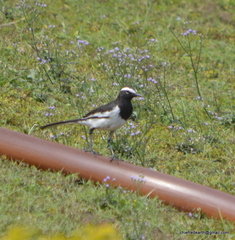 Motacilla maderaspatensis