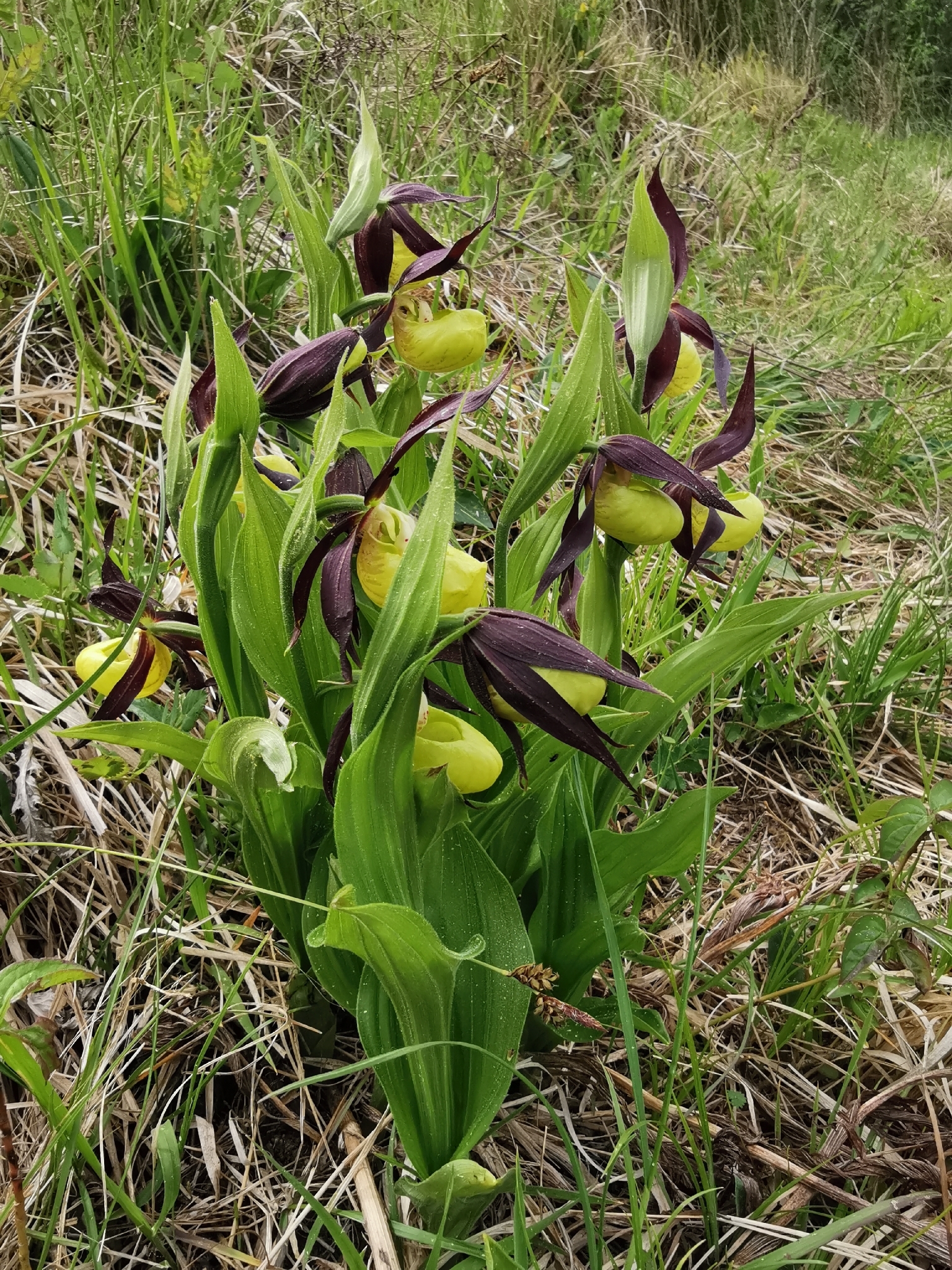 image from Cypripedium Calceolus Has 100,916 Wild Records and Only 396 of Them Are British