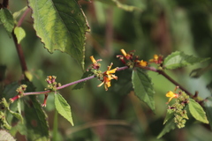 Triumfetta rhomboidea rhomboidea