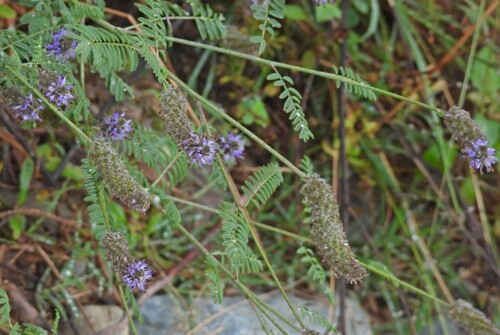 Dalea leporina, photograph 2