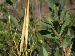 Asclepias verticillata