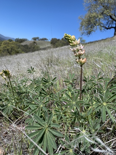 iNaturalist observation photo of chick lupine