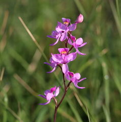 Calopogon multiflorus