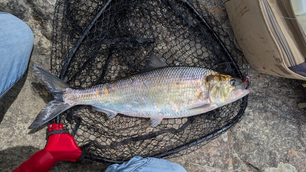 American Shad
