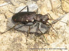 Cicindela longilabris