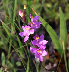Calopogon multiflorus