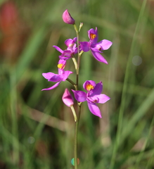 Calopogon multiflorus