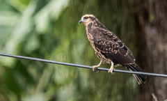 Rostrhamus sociabilis sociabilis