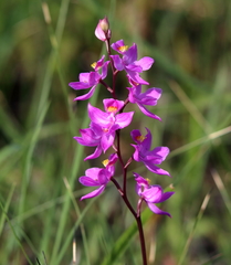 Calopogon multiflorus