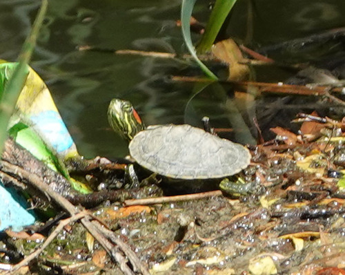 Trachemys scripta elegans