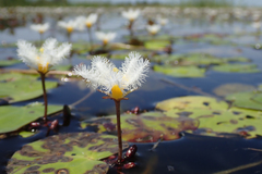 Nymphoides senegalensis