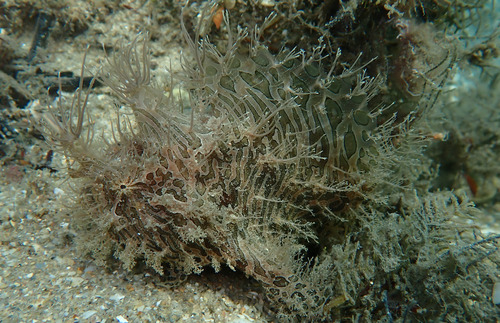 Antennarius scaber