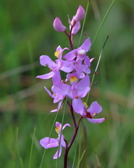 Calopogon multiflorus