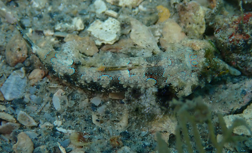 Callionymus bairdi