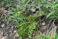 Taraxacum macroceras