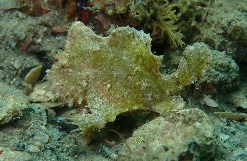 Dwarf Frogfish (Antennarius pauciradiatus) — Antennariidae — 4